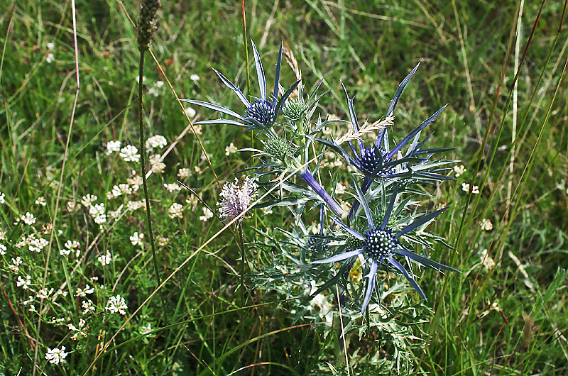 プレデター
 #25128845