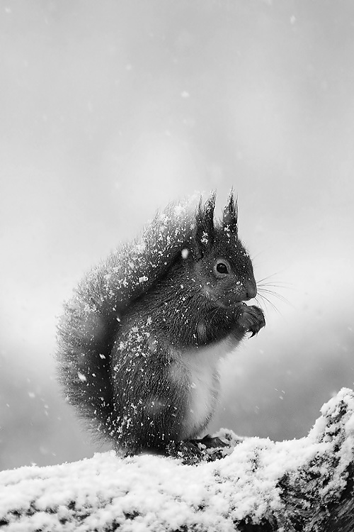 Winter is here.... #40604756