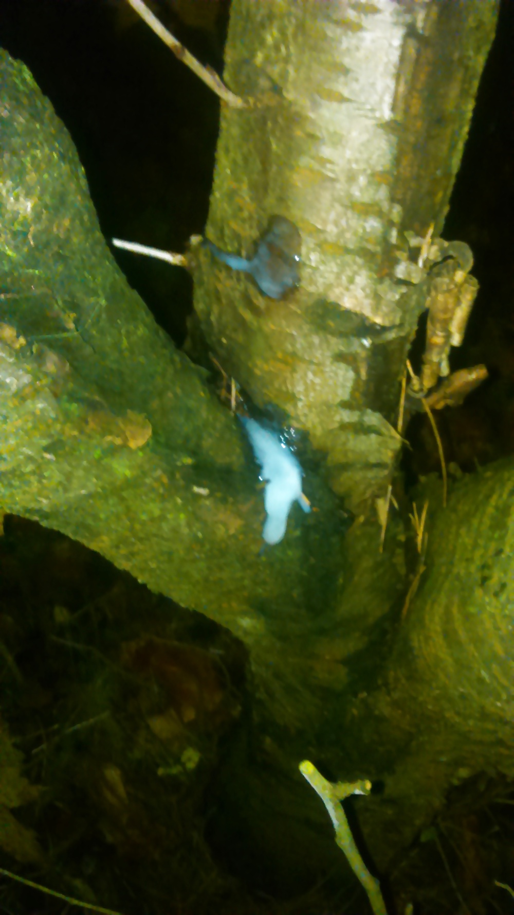 Joder con el árbol 
 #38545600