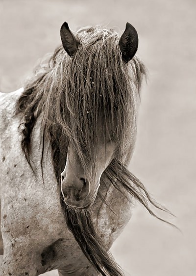 Salvaje en mi cabeza....
 #29636353