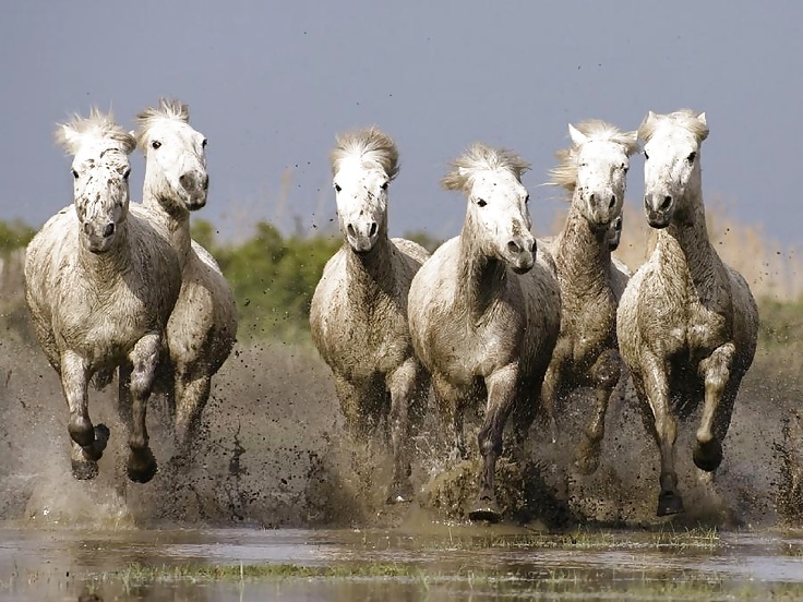 Salvaje en mi cabeza....
 #29636364