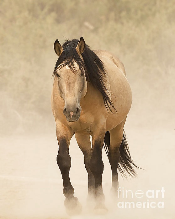 Salvaje en mi cabeza....
 #29636375