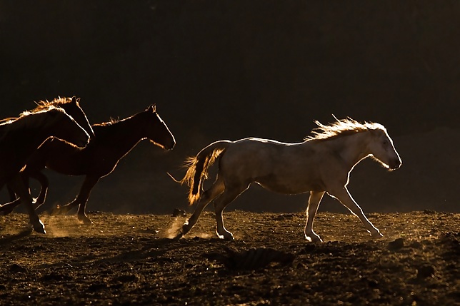 Salvaje en mi cabeza....
 #29636400