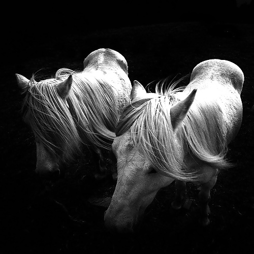 Salvaje en mi cabeza....
 #29636405