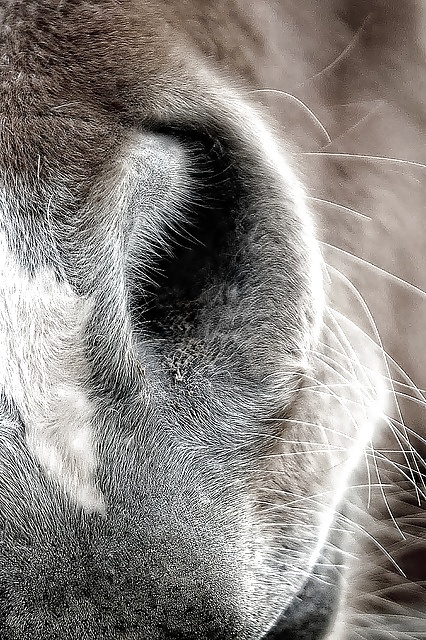 Salvaje en mi cabeza....
 #29636409