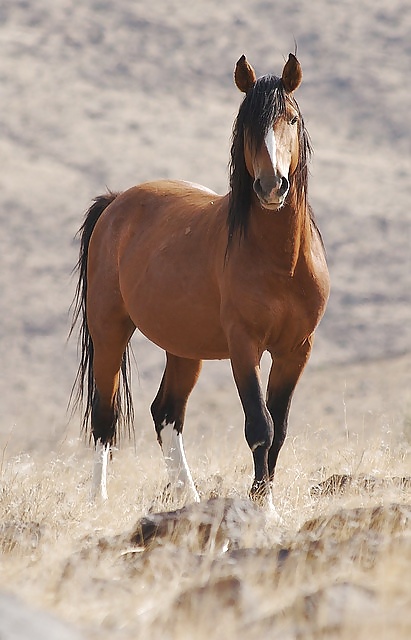 Salvaje en mi cabeza....
 #29636413