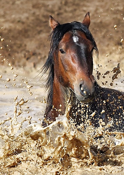 Salvaje en mi cabeza....
 #29636424