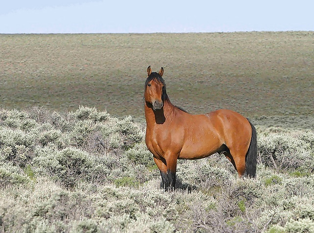 Salvaje en mi cabeza....
 #29636429