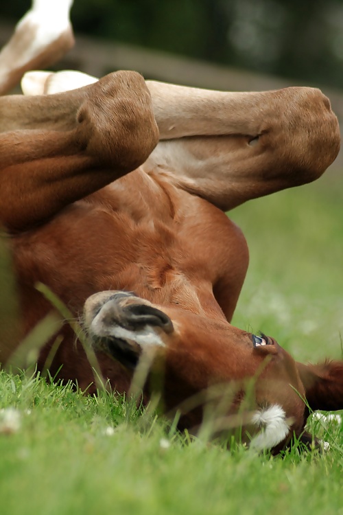 Salvaje en mi cabeza....
 #29636443