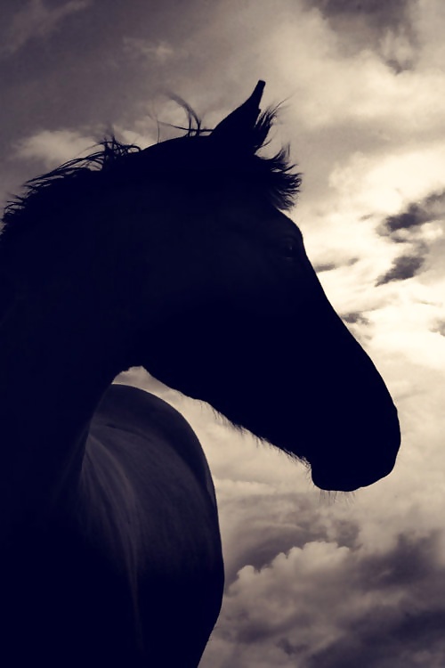 Salvaje en mi cabeza....
 #29636464