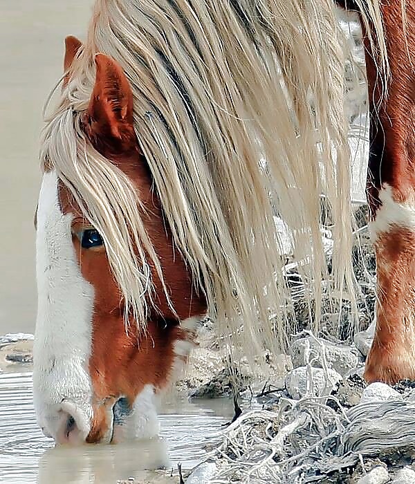 Salvaje en mi cabeza....
 #29636479