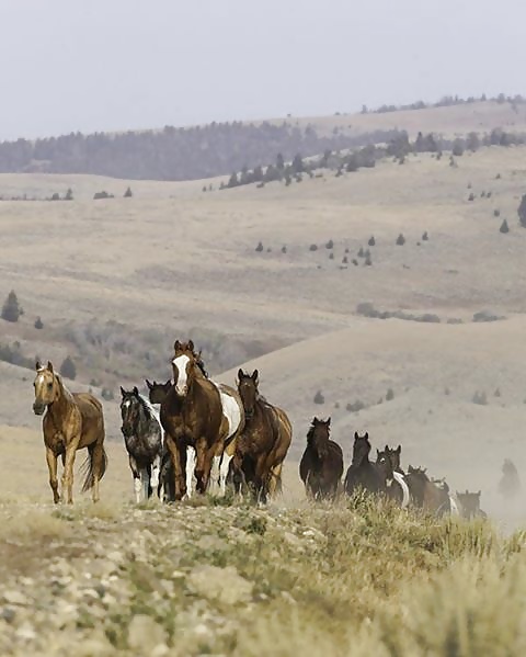 Salvaje en mi cabeza....
 #29636483