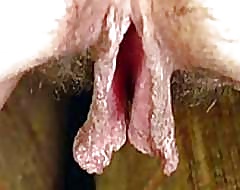 プッシー
 #31901555