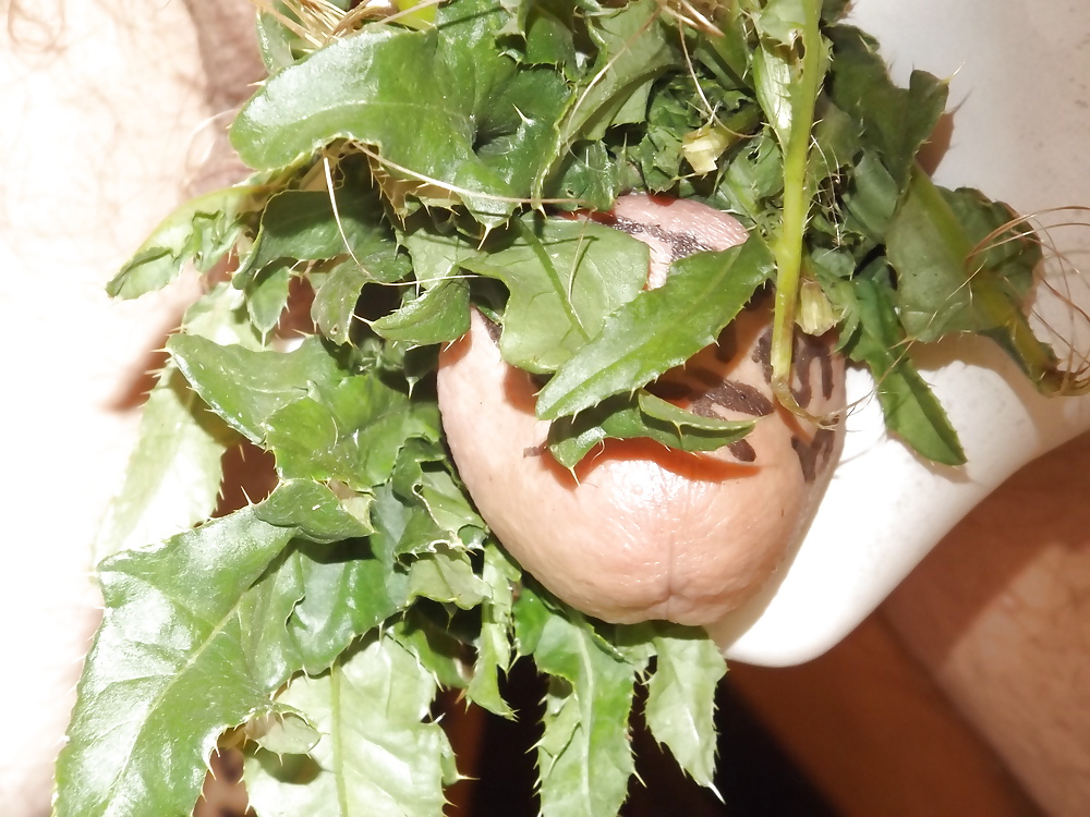 Nettles #32641646