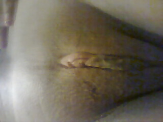 Panochita morra mexicana
 #40214098