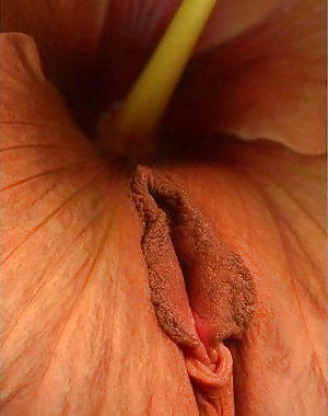 Beautiful flowers that look like a pussy 