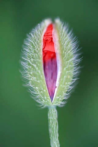 Schöne Blumen, Die Wie Eine Muschi Aussehen #27304818