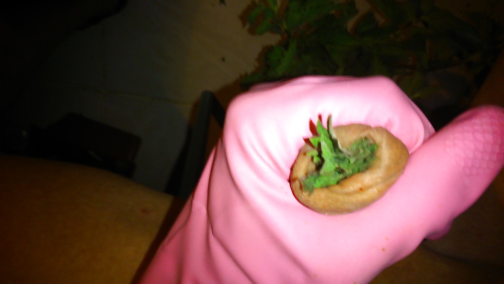 Ortie diversión
 #26987084