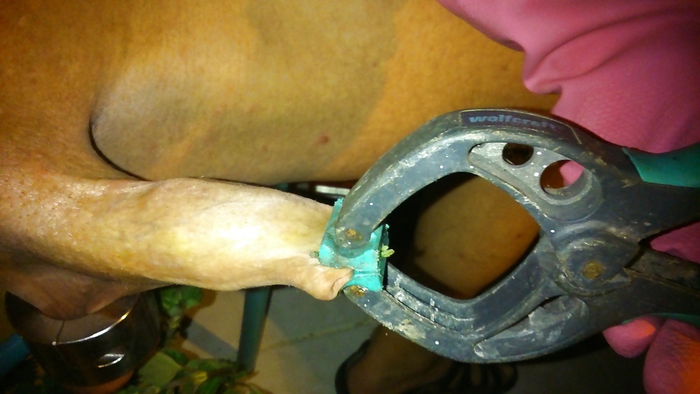 Ortie diversión
 #26987099