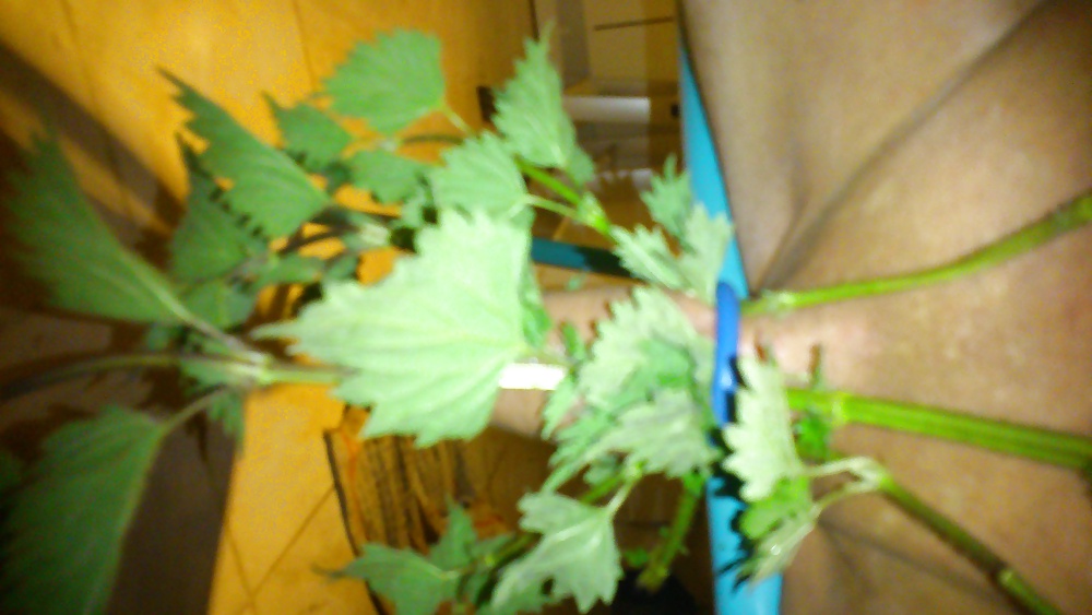 Ortie diversión
 #26987123