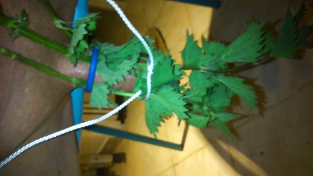 Ortie diversión
 #26987135