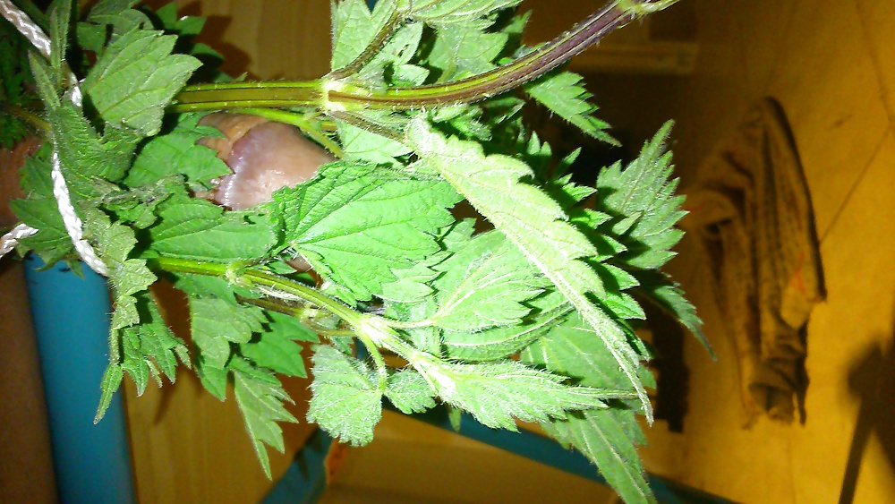 Ortie diversión
 #26987141