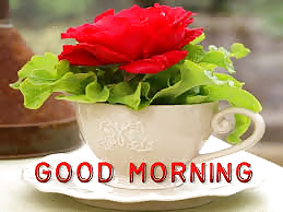 Guten Morgen #40593232