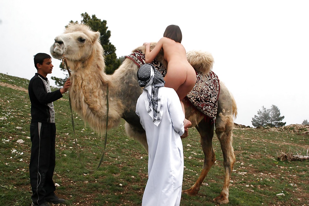 Camel tryp #31326925