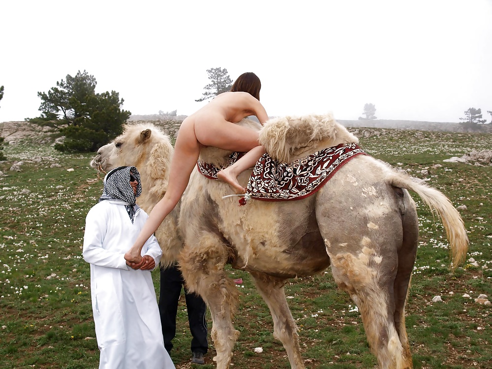 Camel tryp #31326927