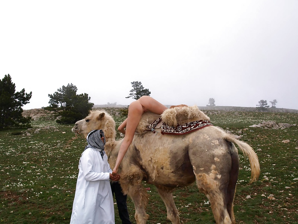 Camel tryp #31326931