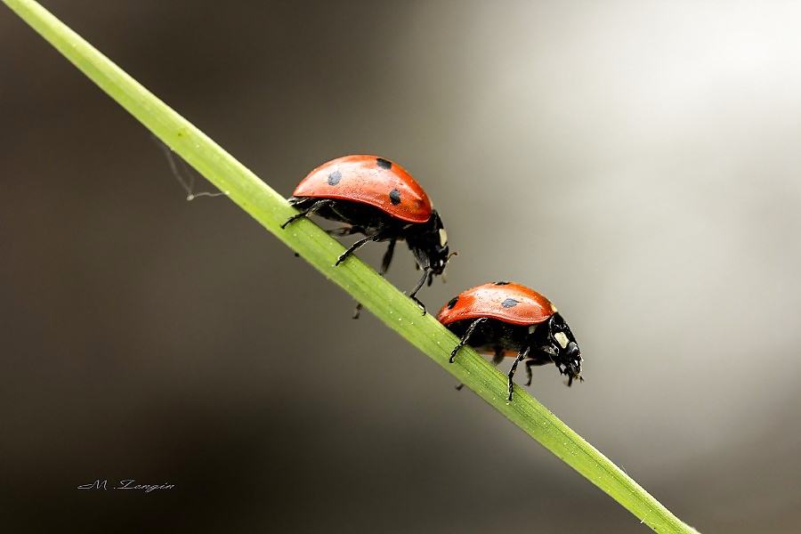 官能的な美しさ、オッラの眼差しを越えて 32
 #39650581