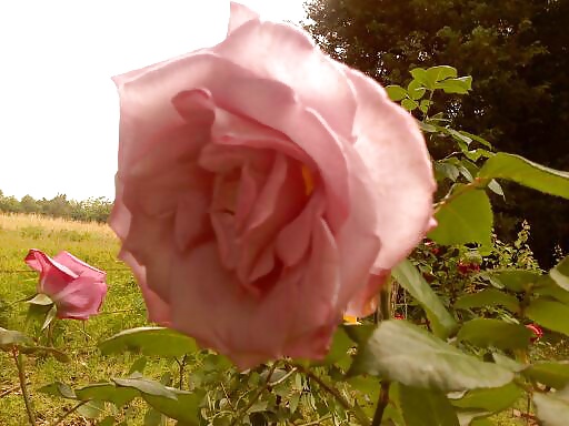 Flores que recogí para mi carrie
 #39792017