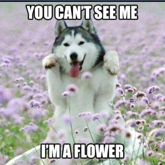 Some Funny Stuff #28124607