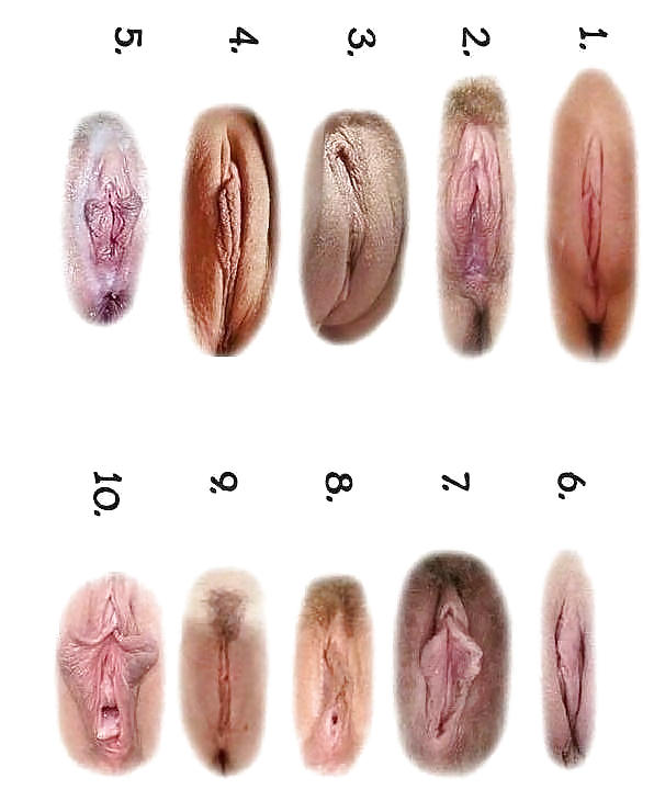 チェルチェン・ミエール・バジャン...モスキート...プッシー
 #37161463