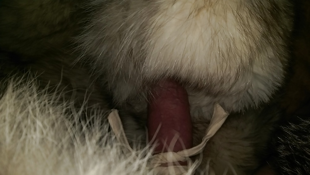 Fuchsmuschi
 #29290631