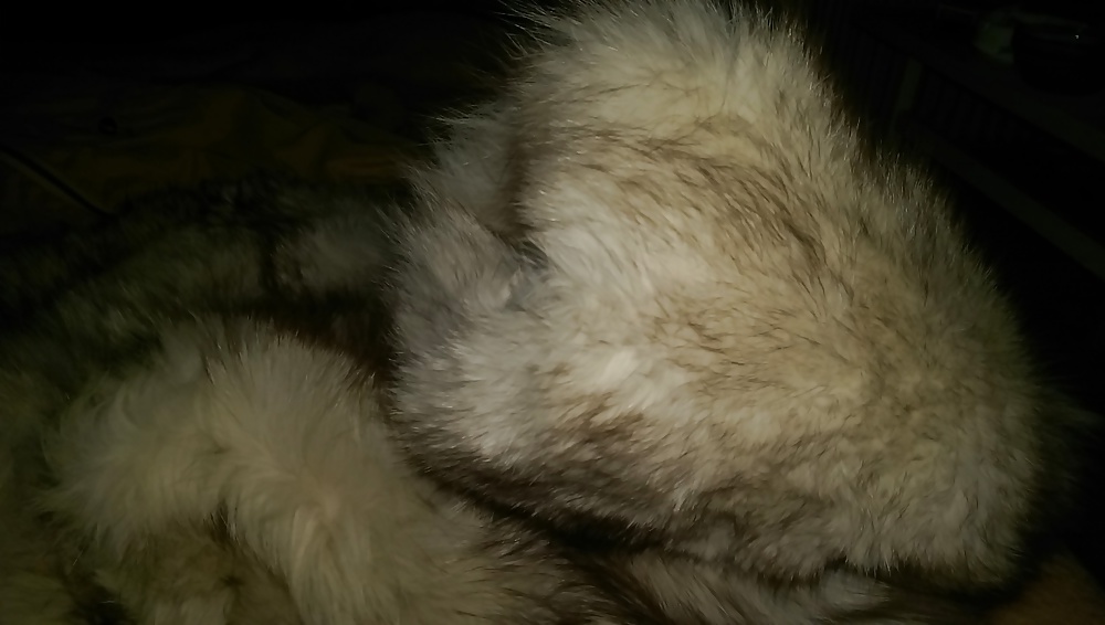 Fuchsmuschi
 #29290642