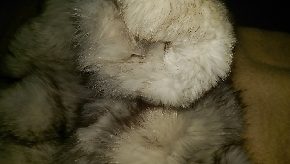 Fuchsmuschi
 #29290648