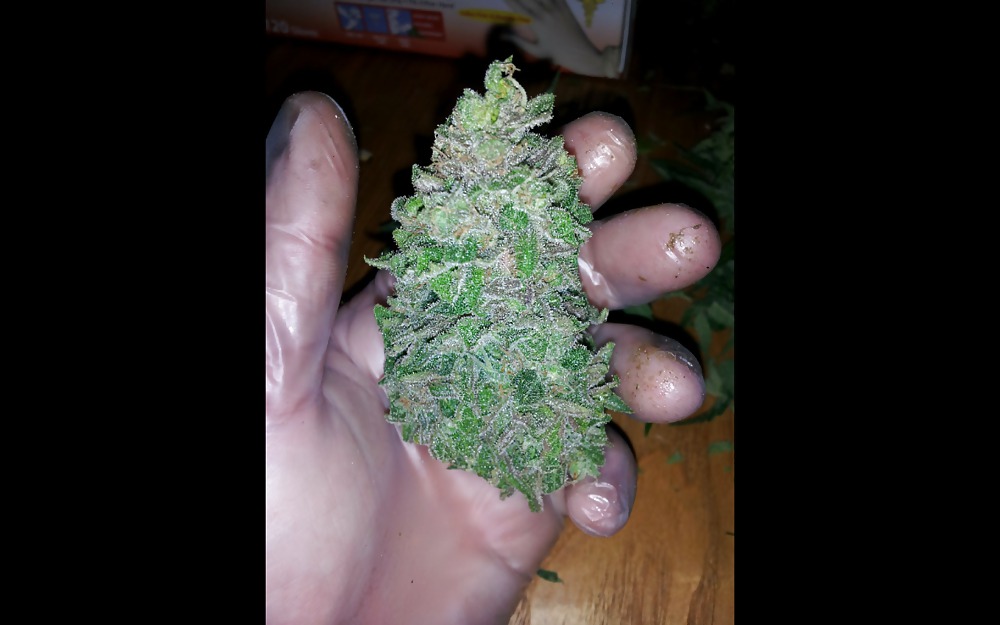 Nug Porn #23624707