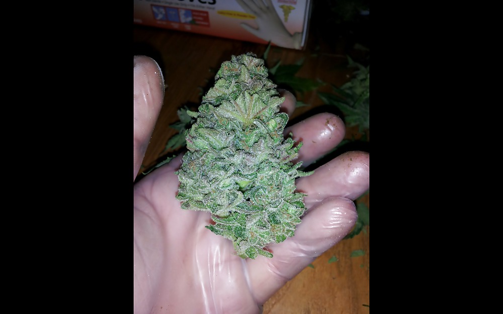 Nug Porn #23624713