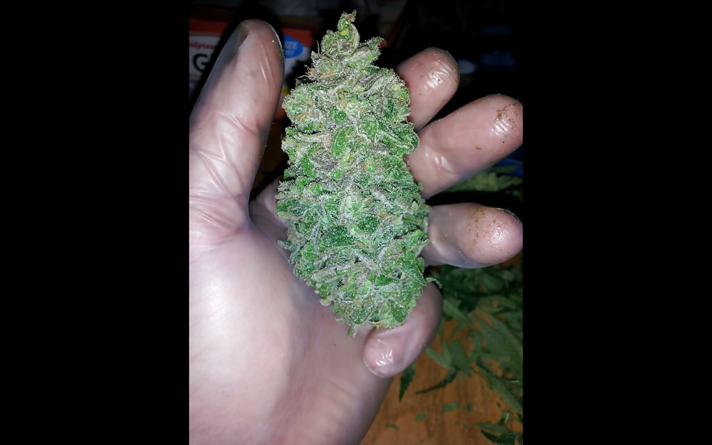 Nug Porn #23624720