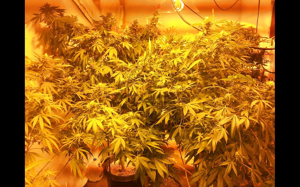 Nug Porn #23624727