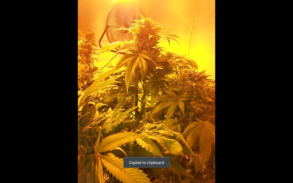Nug Porn #23624734