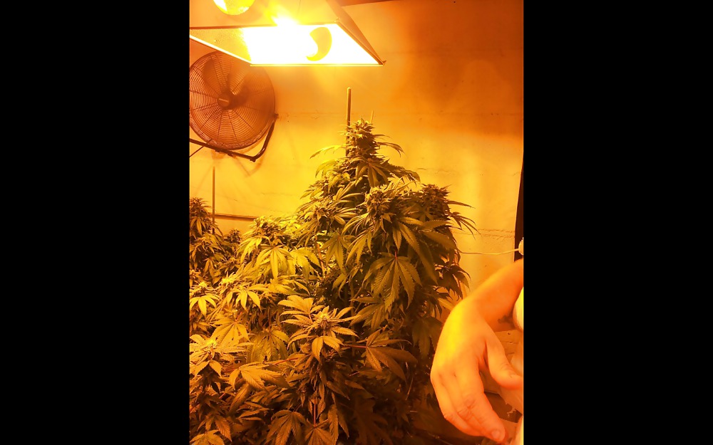 Nug Porn #23624756