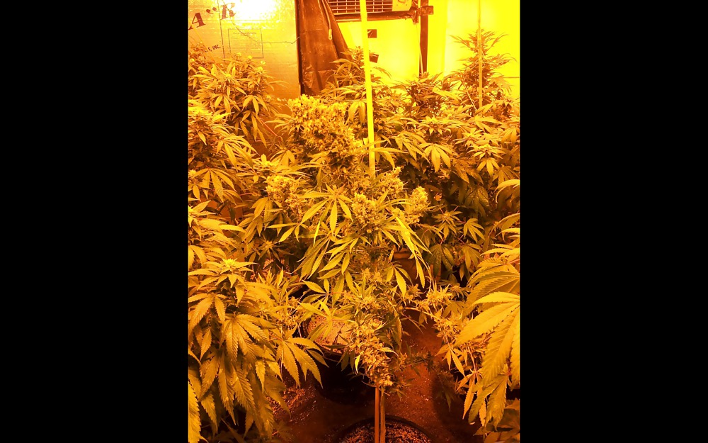 Nug Porn #23624762