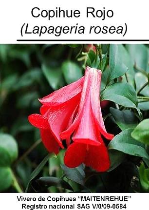 A greeting to the world un saludo desde chile（世界への挨拶、チリからのエール
 #23421209