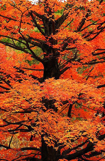 Prelude to autumn.... #36482323