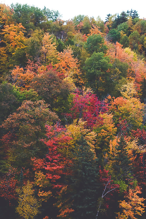 Prelude to autumn.... #36482331