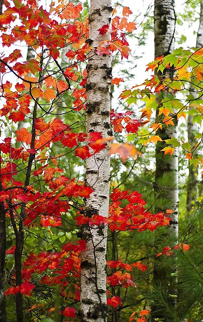 Prelude to autumn.... #36482337