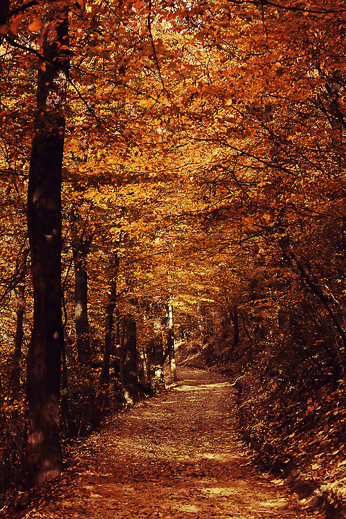 Prelude to autumn.... #36482342