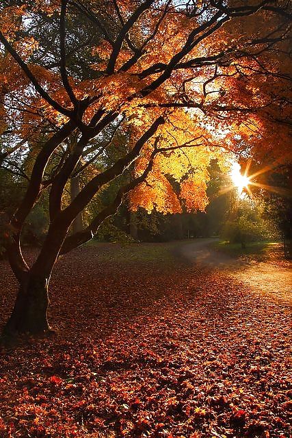 Prelude to autumn.... #36482346